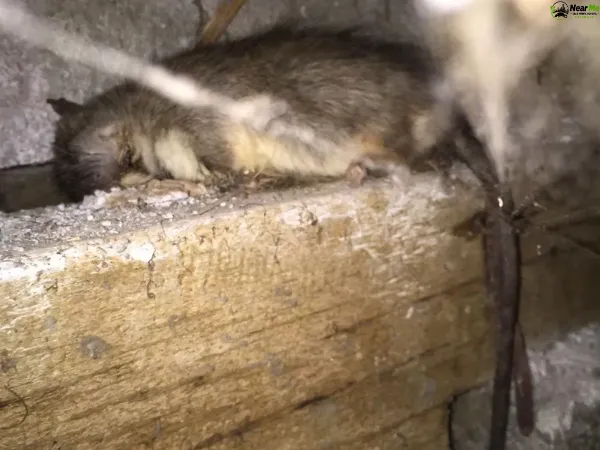 Dead Rat Removal Glamorgan Vale